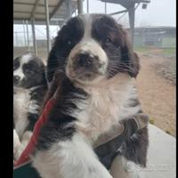 Cuccioli maschi di Border Collie