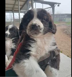 Cuccioli maschi di Border Collie