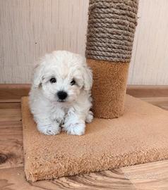 Cuccioli Barboncino toy maschi