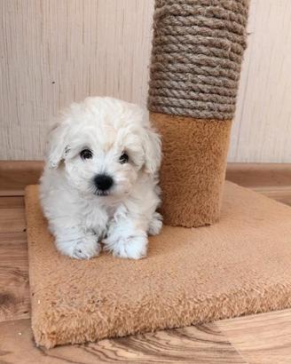 Cuccioli Barboncino toy maschi