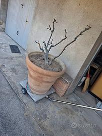 Vaso con carrello