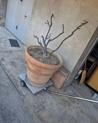 Vaso con carrello
