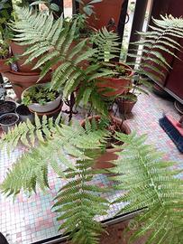 Pianta di felce Athyrium filixpianta, vaso rotondo