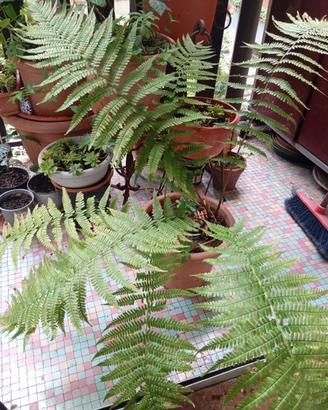 Pianta di felce Athyrium filixpianta, vaso rotondo