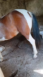 Cavalla