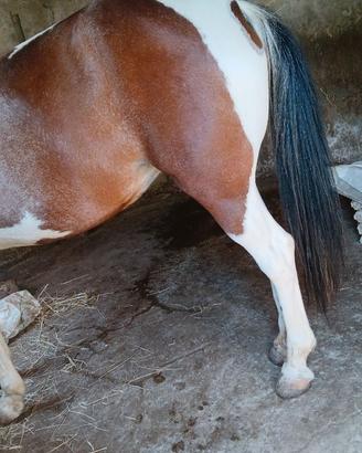 Cavalla