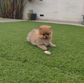 Volpino Spitz Pomerania toy