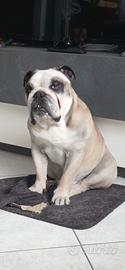 Bulldog inglese per monta