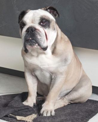 Bulldog inglese per monta