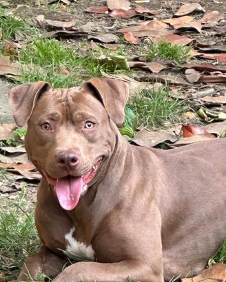 Cuccioli American Pitbull Red Nose - 2M+1F