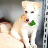 Divina cucciola bianca 3mesi taglia media 20kg