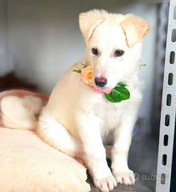 Divina cucciola bianca 3mesi taglia media 20kg