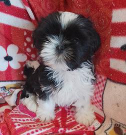 Shih tzu