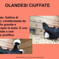 Galline ornamentali olandesi ciuffate