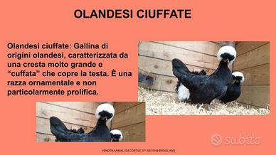 Galline ornamentali olandesi ciuffate