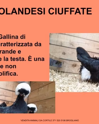 Galline ornamentali olandesi ciuffate