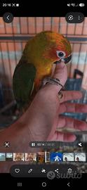 Conuro del sole allevato a mano