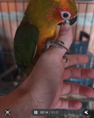 Conuro del sole allevato a mano