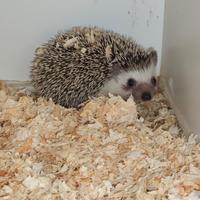 Ricci Africani Allevati a Mano