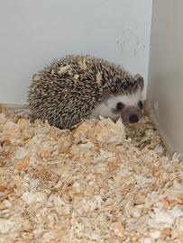 Ricci Africani Allevati a Mano