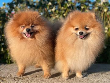 Spitz dI POMERANIA