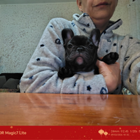 Bouledogue francese cuccioli