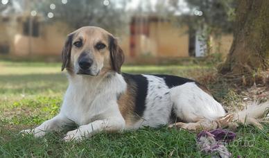 RAUL zampette corte ma tanto amore