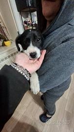 Cuccioli incrocio labrador e border collie