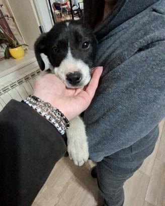 Cuccioli incrocio labrador e border collie