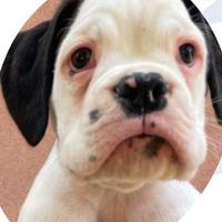 Cuccioli di Boxer con Pedigree