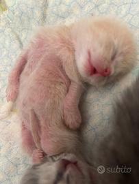 Tre cuccioli scottish/british
