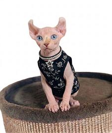 Sphynx elf