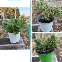 Lotto tre piante grasse