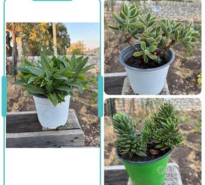 Lotto tre piante grasse