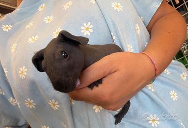 Cavia skinny