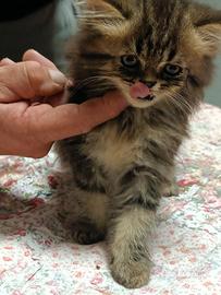 Gatto persiano
