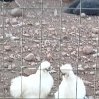 Galline ornamentali moroseta