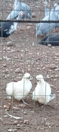 Galline ornamentali moroseta