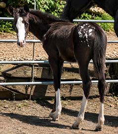 Puledra appaloosa figlia di campioni