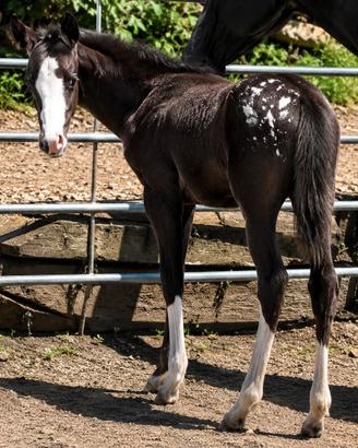 Puledra appaloosa figlia di campioni