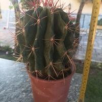 FEROCACTUS STAINESII dalle spine rosse