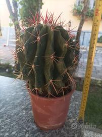 FEROCACTUS STAINESII dalle spine rosse