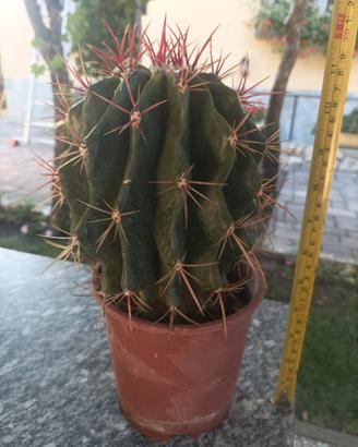 FEROCACTUS STAINESII dalle spine rosse