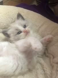 Cuccioli ragdoll