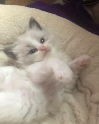 Cuccioli ragdoll