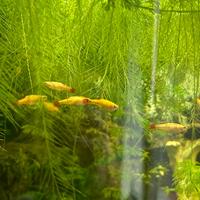 Danio d'oro pesce acquario d'orato