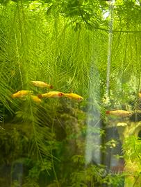 Danio d'oro pesce acquario d'orato
