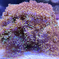 Corallo facile Ricordea yuma orange verde fluo