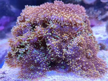 Corallo facile Ricordea yuma orange verde fluo