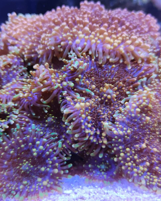 Corallo facile Ricordea yuma orange verde fluo